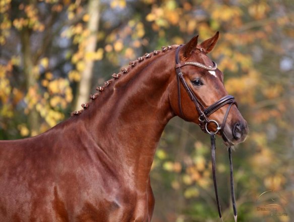 dressage talents qasaseite