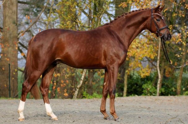 dressage talents quebecstand