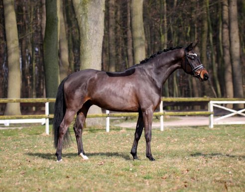 dressage talents dressagestand