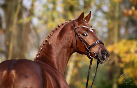 dressage talents quaratturn