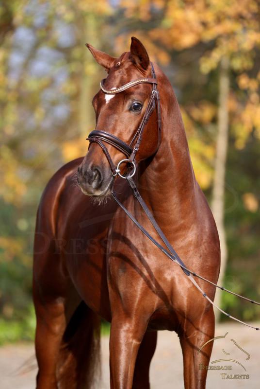 dressage-talents-quattfront11